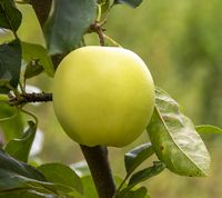 Malus Sieversii - Kaz12